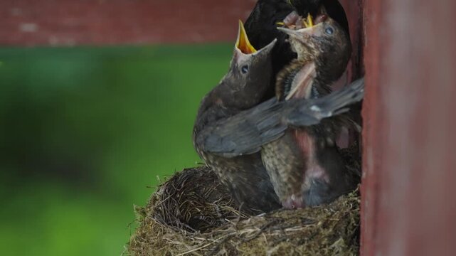 A male blackbird feeds two nearly fledged nestlings in the nest. One chick receives most of the worms while the other continues begging after the feeding.

