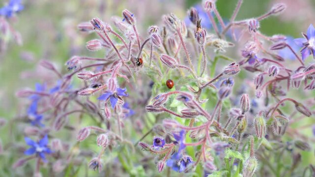Sevenspotted lady beetles eating Yellow oleander aphids on a Common Borage in bloom. Coccinella septempunctata, Aphis nerii, Borago officinalis, Indre-et-Loire 37, r&eacute;gion Centre, France, Europe