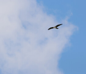 Obraz premium Osprey soaring through blue sky with wings fully extended
