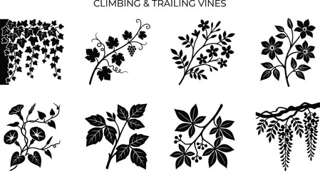Set of black climbing and trailing vines silhouettes vector illustration with decorative botanical leaves isolated on white background © Robiul