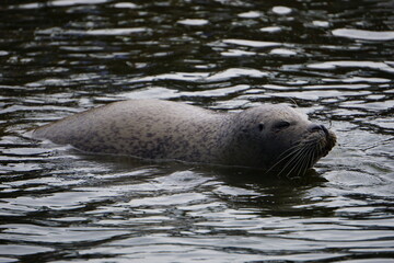 Fototapeta premium Side profile of a grey seal swimming in the North Sea water off the coast of Sankt Peter-Ording, Germany