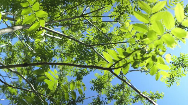 Looking up through green tree branches against bright blue sky. Leaves shimmer in sunlight. Natural forest scene with no animals visible. Tree appears to be walnut or similar species