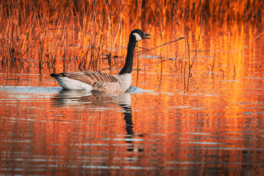 A Canada Goose glides through a golden mirror at Magor Marsh, Wales &mdash; neck stretched, looking like it booked the sunrise specifically for this moment.