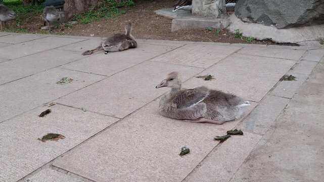 Fluffy grey gosling sits resting on a paved path in a park. Cute baby birds, young waterfowl, outdoor wildlife.