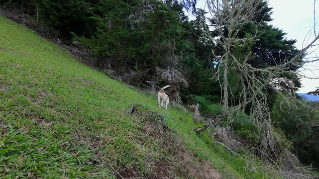 dog walking up grassy hill in mountain nature landscape