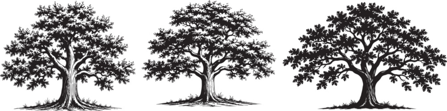 Minimal Broadleaf Tree Silhouette Collection Black and White Vector Set