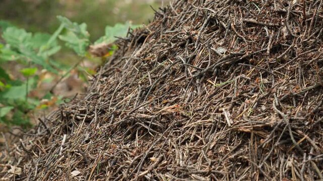 Busy ants work together on an anthill mound in a concept of team cooperation. Small insects show hard work, social interaction, synergy, and collective labor for their forest colony home.