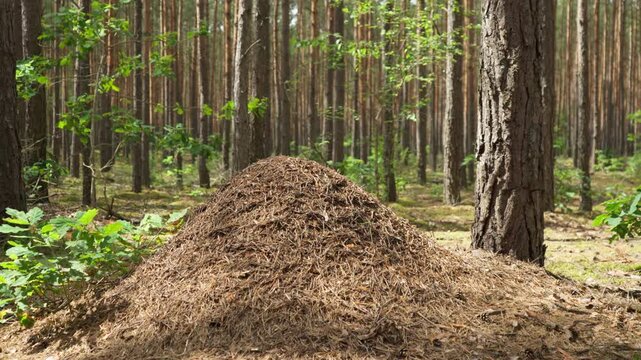 Large anthill mound stands in a pine forest during a sunny day in nature. Green woods provide a clean environment and natural habitat for wild species. Great background for ecology video.