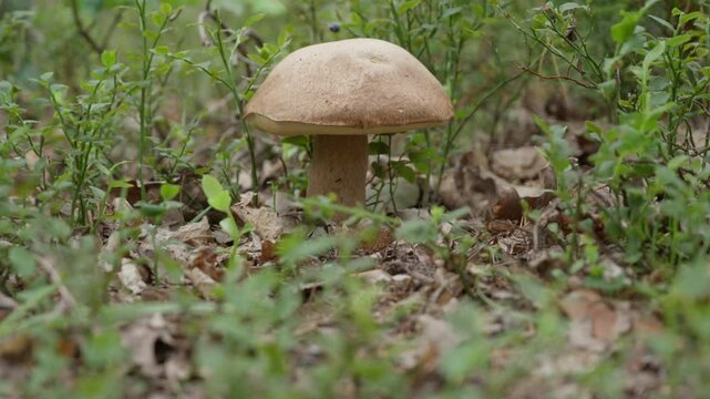 Fresh edible porcini mushroom grows in forest soil. Raw boletus edulis serves as a gourmet food ingredient. Wild natural produce suits healthy organic cooking and recipe preparation.