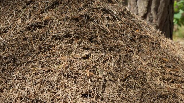 Huge anthill mound of pine needles showcases impressive natural architecture. Complex insect nest demonstrates structural strength, organic building concept, and big scale in wild forest.
