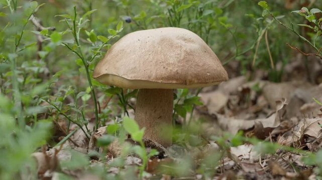 Wild porcini mushroom grows on forest floor in natural habitat. Organic boletus edulis fungus represents wild flora species. Edible specimen features brown cap and thick stem in woodland.