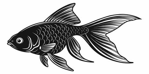 Black goldfish silhouette with detailed fins, isolated on white background, fin details © Akshay