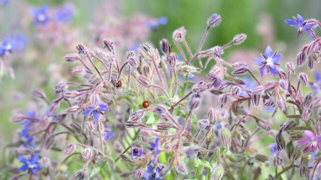 Sevenspotted lady beetles eating Yellow oleander aphids on a Common Borage in bloom. Coccinella septempunctata, Aphis nerii, Borago officinalis, Indre-et-Loire 37, r&eacute;gion Centre, France, Europe