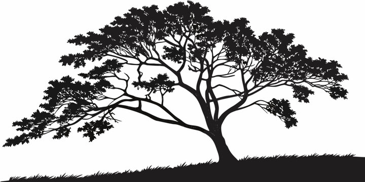 Black maple tree silhouette against white background, isolated tree branches