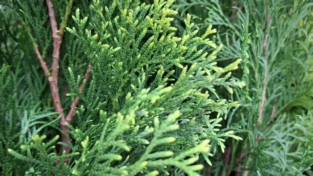 Vibrant green thuja branches grow with dense needle-like foliage outdoors. Conifer plant, evergreen texture, botanical background.