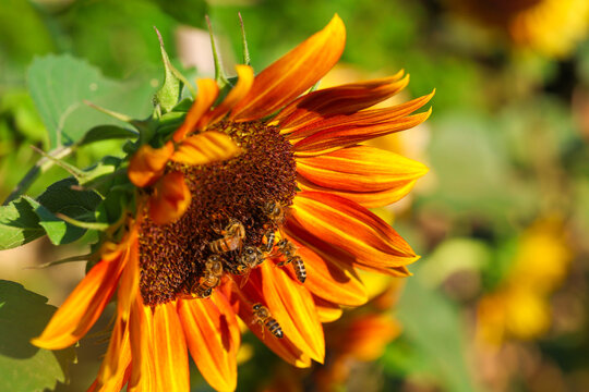 Close‑up of a vibrant orange sunflower with bees collecting pollen under warm sunlight, surrounded by green foliage and blurred blooms in the background.