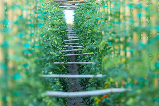 Cherry tomatoes growing along lush vines inside a greenhouse, capturing the natural process of ripening and sustainable cultivation under soft filtered light.
