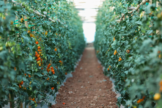 Clusters of red and green tomatoes grow along lush vines inside a greenhouse, capturing the natural process of ripening and sustainable cultivation under soft filtered light.