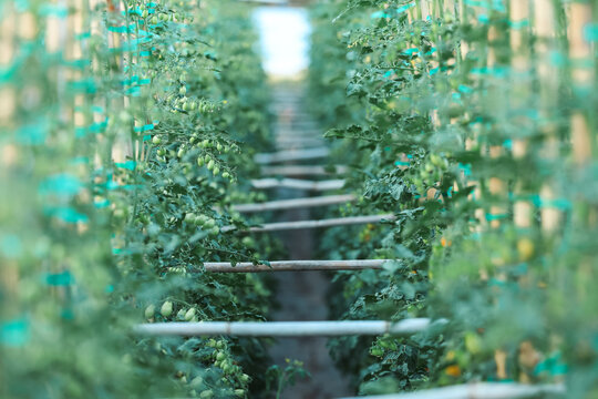 Tomatoes vines growing inside a greenhouse, capturing the natural process of ripening and sustainable cultivation under soft filtered light.