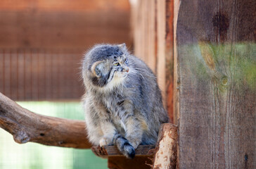 Naklejka premium Pallas's Cat Otocolobus manul in Zoo
