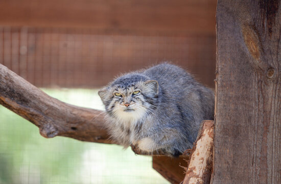 Pallas's Cat Otocolobus manul in Zoo