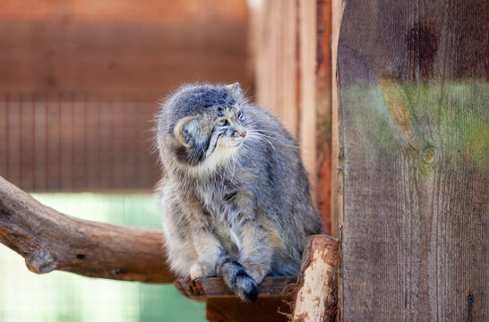 Pallas's Cat Otocolobus manul in Zoo