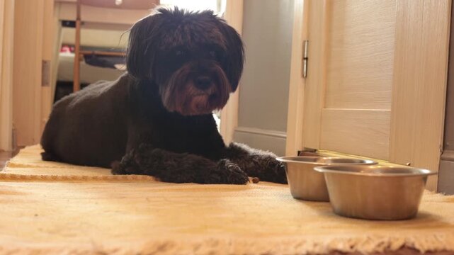 Black dog eating from a metal bowl at home, pet care, daily feeding, domestic life, loyal companion.