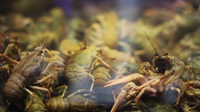 Close-up of crayfish in an aquarium at a grocery store, wildlife macro photography. Many live crayfish swim in water closeup.