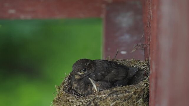 One young blackbird repeatedly pecks at the edge of the nest while another fledgling remains mostly still with its beak slightly open. Static close-up in natural daylight.