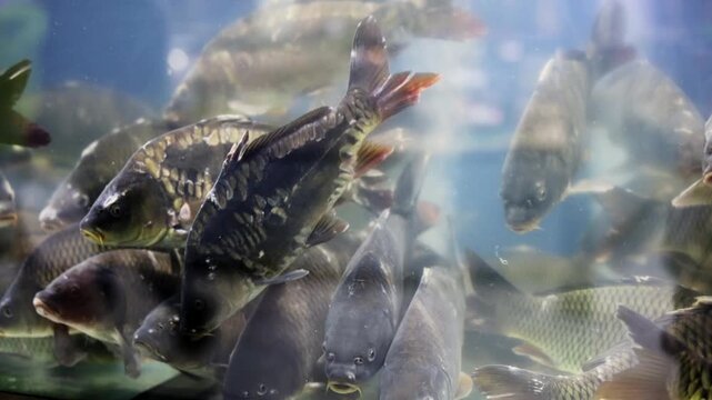 Aquarium exhibit with fish in supermarket