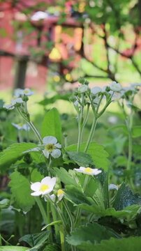 Strawberry blossoms in a garden bed.