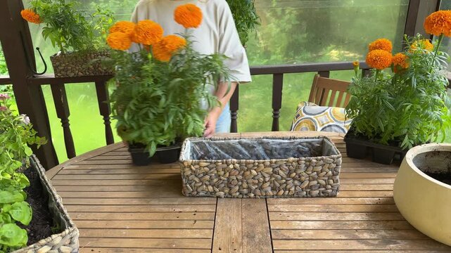 A woman arranges vibrant orange marigold flowers in a woven wicker planter on a wooden table during a cozy veranda makeover. Gardening and outdoor decorating bring color and warmth to a rustic country