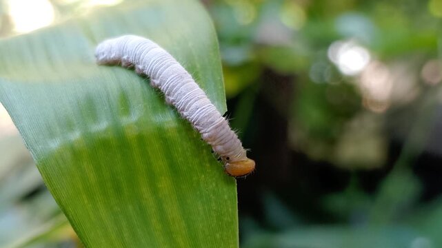 Close-up footage shows a Grey-brand Redeye skipper butterfly caterpillar feeding on a green Bambusa vulgaris (Poaceae) leaf in a controlled captive environment with natural lighting.