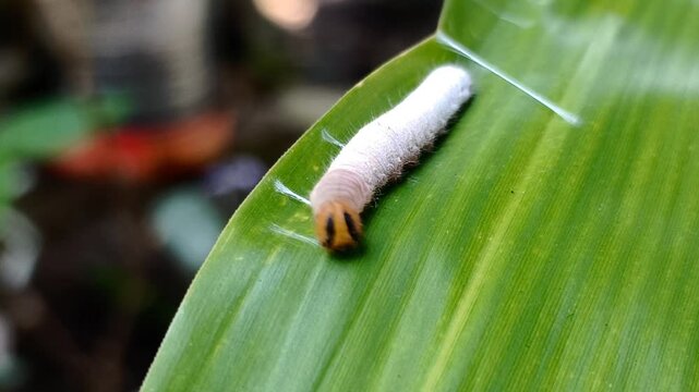 A close-up front-view shows a Grey-brand Redeye skipper butterfly caterpillar weaving silk threads to construct a leaf-rolling shelter on Bambusa vulgaris plant in a controlled captive environment.