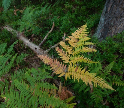 Im Wald Hessen Forst mit Kiefern und Farn am Boden