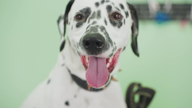 Portrait muzzle of Dalmatian dog.