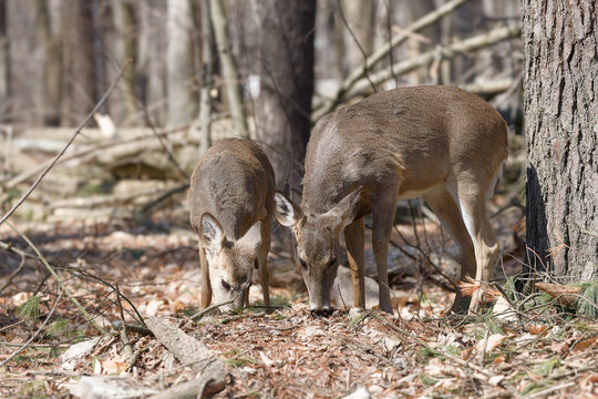 White-tailed deer (Odocoileus virginianus) 