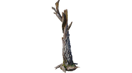Fototapeta premium old, log, trunk, wood, timber, stump, old log, tree trunk, wooden log, tree stump, old png, log png, trunk png, PNG on Transparent background