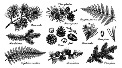 Set of hand drawn coniferous tree branches pine cones and forest fern leaves botanical illustration © Kapilbiswas