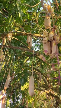 The kigelia africana fruit or commonly known as the sausage tree fruit