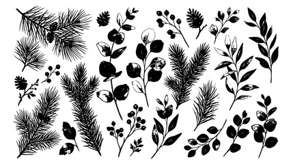 Collection of hand drawn botanical elements featuring pine branches eucalyptus leaves and winter berries © Kapilbiswas