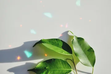 Fresh green ficus leaves displaying colorful light reflections and shadows on white background © colnihko