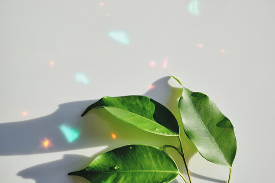 Fresh green ficus leaves displaying colorful light reflections and shadows on white background