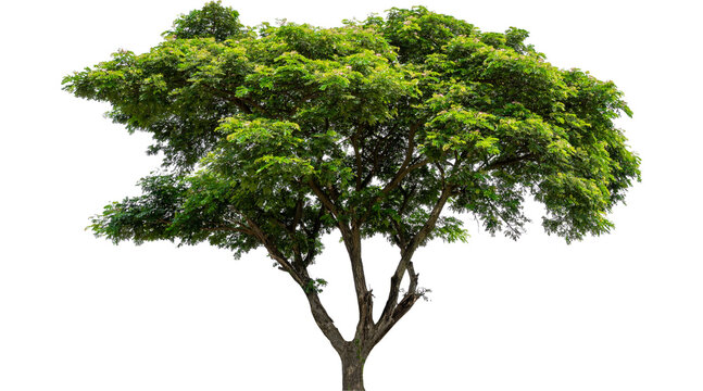 ree, plant, nature, forest, wood, branch, trees, plants, green tree, forest tree, deciduous tree, evergreen tree, PNG on Transparent background