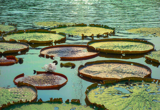 Giant  water lily leaves floating on calm pond with white lotus flower in tropical botanical garden