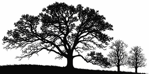 Silhouette of tall pine trees against a white background, isolated tall trees forest © Mithu