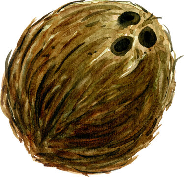 Watercolor illustration of a whole brown coconut fruit hand painted organic tropical food element