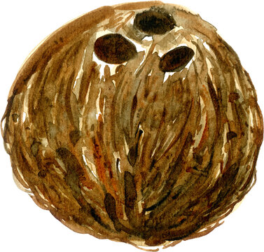 Coconut Watercolor Illustration Whole Tropical Fruit Hand Painted Organic Food Nut Brown Exotic Seed Sketch Healthy Vegan Ingredient