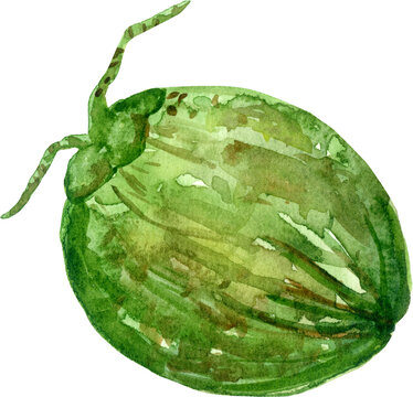 Green Gooseberry Fruit Watercolor Illustration Artistic Hand Painted Botanical Berry for Food and Garden Design