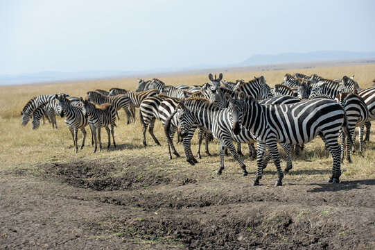Herd of Zebra in the Savannah of Africa